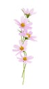 Pink cosmos flowers in a vertical line arrangement isolated Royalty Free Stock Photo