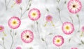 Pink cosmos flowers on white marble background. Seamless pattern