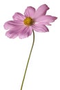 Pink cosmos isolated on white