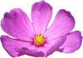 Pink cosmos a single flower Royalty Free Stock Photo