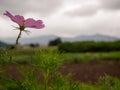 Pink cosmos sulphureus flower on blur mountain and lake background Royalty Free Stock Photo