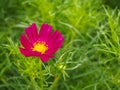 Pink cosmos sulphureus flower on nature background Royalty Free Stock Photo