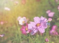 Pink cosmos under sunlight Royalty Free Stock Photo