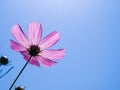 Pink cosmos under sunshine and blue sky Royalty Free Stock Photo