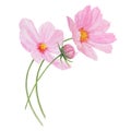 Pink Cosmos watercolor illustration. Hand drawn botanical painting, floral sketch. Colorful flower clipart for summer or
