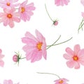 Pink Cosmos watercolor seamless pattern. Hand drawn botanical realistic illustration. Colorful flower clipart for summer