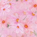 Pink Cosmos watercolor seamless pattern. Hand drawn botanical realistic illustration. Colorful flower clipart for summer