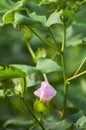 Pink Cotton flower