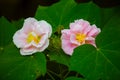 Pink cotton roses accompany with laeves