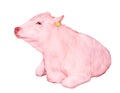 Pink cow lying isolated on a white background. Big white funny cow close up. Farm animal Royalty Free Stock Photo