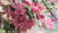 Pink crab apple blossom on blurry background