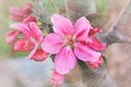 Pink crab apple blossoms with soft texture background
