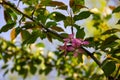 Pink crab-apple blossoms on tree branch Royalty Free Stock Photo