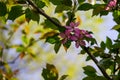 Pink crab-apple blossoms on tree branch Royalty Free Stock Photo