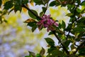 Pink crab-apple blossoms on tree branch Royalty Free Stock Photo