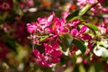 Pink crab-apple blossoms on tree branch Royalty Free Stock Photo