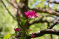 Pink crab-apple blossoms on tree branch Royalty Free Stock Photo