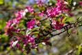 Pink crab-apple blossoms on tree branch Royalty Free Stock Photo