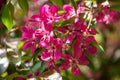 Pink crab-apple blossoms on tree branch on spring Royalty Free Stock Photo