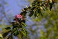 Pink crab-apple blossoms on tree branch on spring Royalty Free Stock Photo