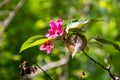 Pink crab-apple blossoms on tree branch Royalty Free Stock Photo