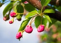 Pink Crab Apple Blossoms Royalty Free Stock Photo
