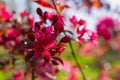 Pink crab apple sunlight. Bright spring blooming background. Royalty Free Stock Photo