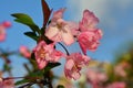 pink crabapple flower blossoms  with  new leaf Royalty Free Stock Photo