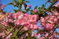 Pink crabapple flower blossoms under the blue sky Royalty Free Stock Photo