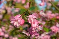 Pink crabapple flower with green leaves blossoms Royalty Free Stock Photo