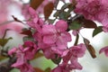 Pink Crab apple flowers on arching branches