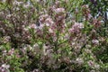 Pink Crabapple tree in full bloom Royalty Free Stock Photo