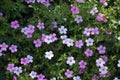 Pink Cranesbill Geranium flowers, Wargrave Pink, Geranium endressii blooming in summer