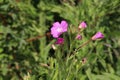 Pink cranesbill in sunlight