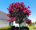 Pink Crape Myrtle also known as Pink Velour in full bloom during fall of November Royalty Free Stock Photo