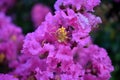 Pink crape myrtle closeup