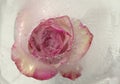 Pink and cream rose flower frozen within a block of ice Royalty Free Stock Photo