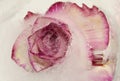 Pink and cream rose flower frozen within a block of ice Royalty Free Stock Photo