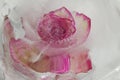 Pink and cream rose flower frozen within a block of ice Royalty Free Stock Photo