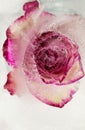 Pink and cream rose flower frozen within a block of ice Royalty Free Stock Photo