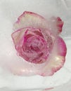 Pink and cream rose flower frozen within a block of ice Royalty Free Stock Photo