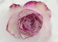 Pink and cream rose flower frozen within a block of ice Royalty Free Stock Photo