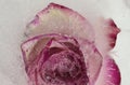 Pink and cream rose flower frozen within a block of ice Royalty Free Stock Photo