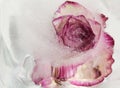 Pink and cream rose flower frozen within a block of ice Royalty Free Stock Photo