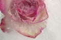 Pink and cream rose flower frozen within a block of ice Royalty Free Stock Photo