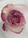 Pink and cream rose flower frozen within a block of ice Royalty Free Stock Photo