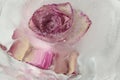 Pink and cream rose flower frozen within a block of ice Royalty Free Stock Photo