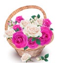 Pink and cream roses in a basket Vector. Beautiful realistic flowers decor. Springtime Summer fresh natural composition Royalty Free Stock Photo