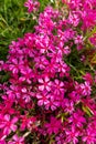 Pink creeping phlox. Blooming phlox in spring garden, top view close up. Rockery with small pretty dark pink phlox flowers. Royalty Free Stock Photo