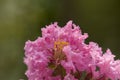 Pink crepe myrtle